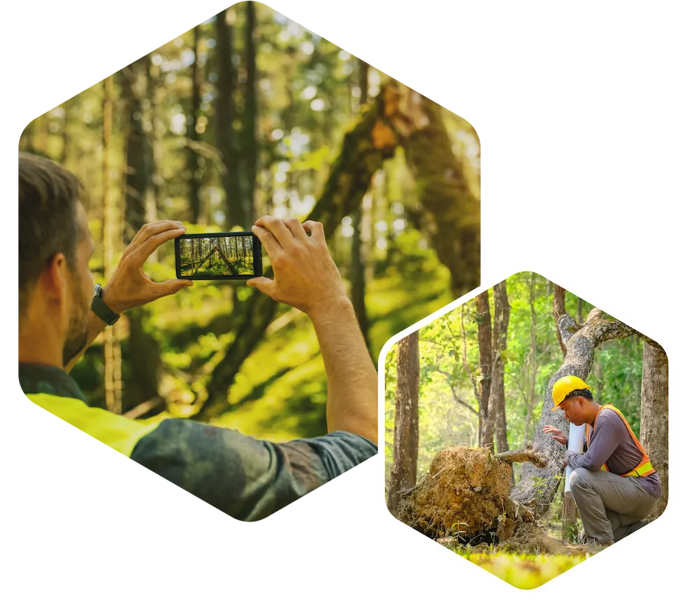 Eu Deforestation Regulation Eudr Compliance Services Eu Deforestation Regulation Eudr Compliance Services