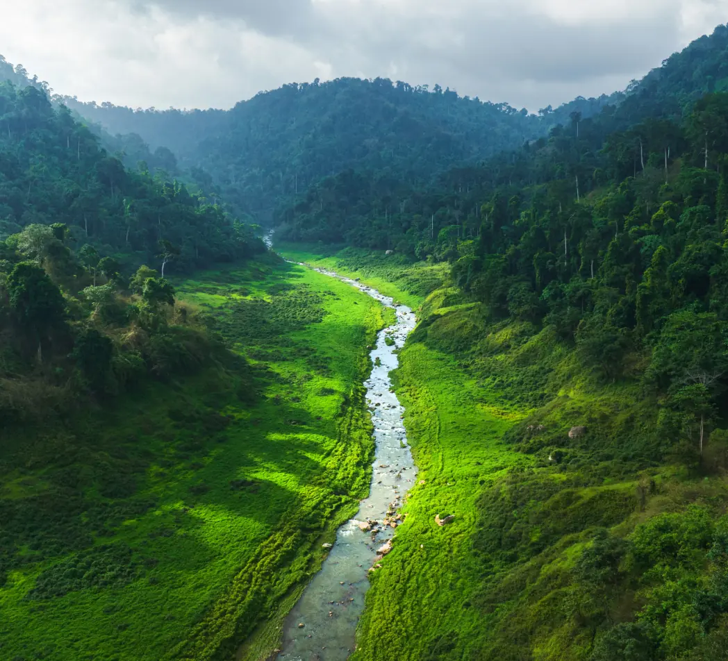 Large stream running through a dense forest.