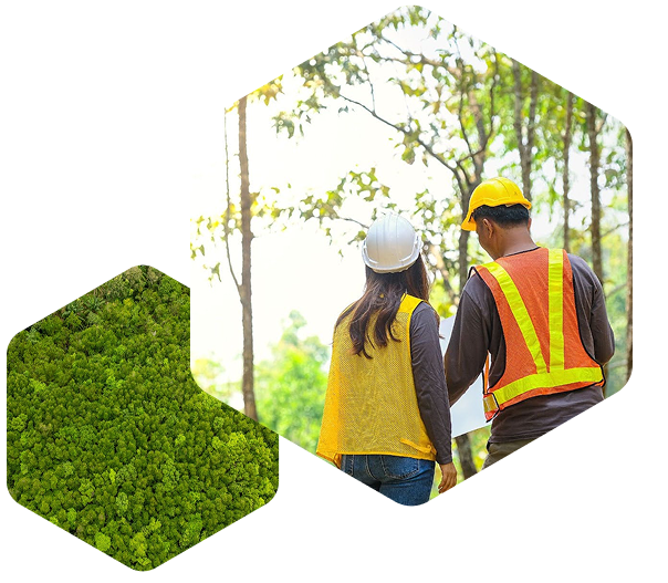 Two forestry inspectors stand in a sunlit forest reviewing a document. An aerial, top-down view of a dense, lush green forest canopy, representing land monitoring.