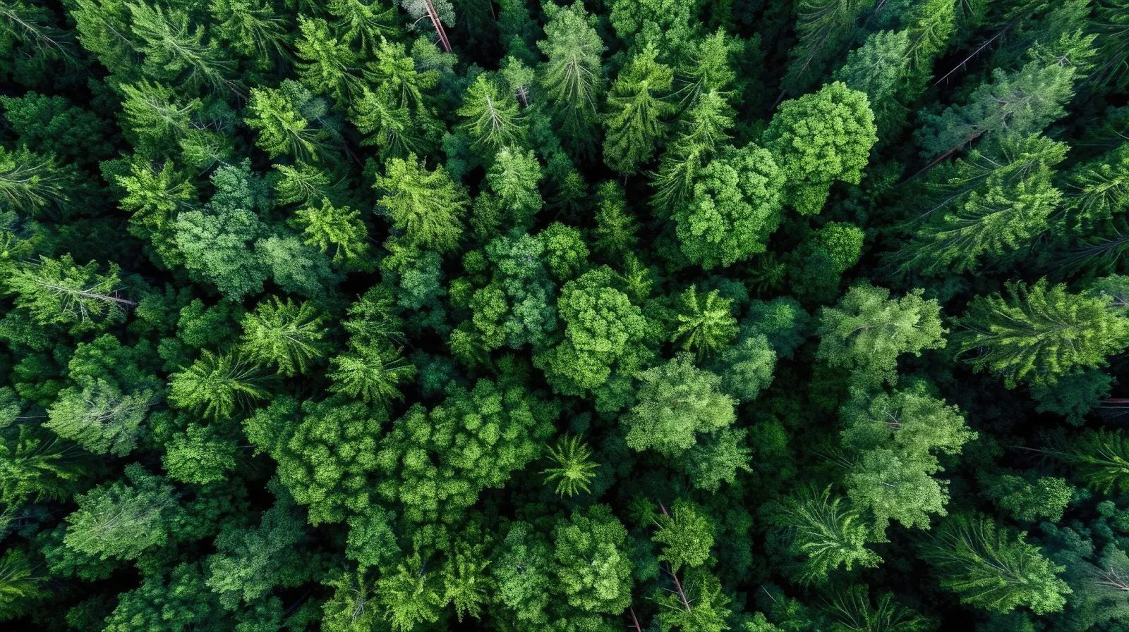 Aerial view of forest with dense evergreen trees.