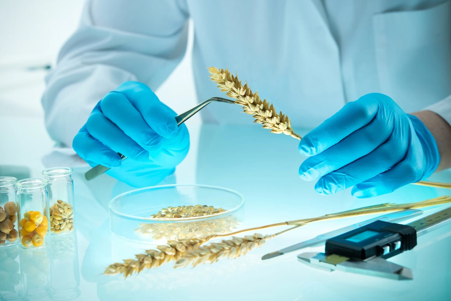 Amspec Food Safety Testing Services: A Commodity Trader's Guide to Quality Compliance 1 Researcher examining grain sample in a laboratory